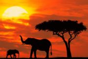 Viaggi Sport Viaggio Kitesurf Watamu Kenya Safari Attività Extra