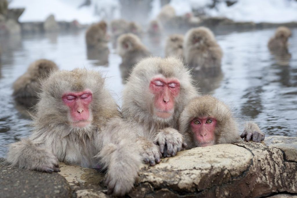 Viaggi Sport Giappone Sci e Cultura Nagano Snow Monkeys