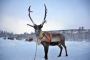 finlandia lapponia renne natura